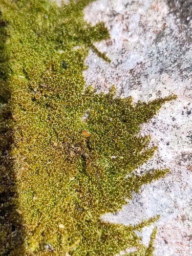 Campylophyllum halleri observed 2026-05-04