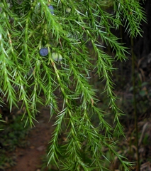 (c) J. L. Gómez-Hechavarría, some rights reserved (CC BY) Juniperus saxicola, photograph (c) J. L. Gómez-Hechavarría, some rights reserved (CC BY)
