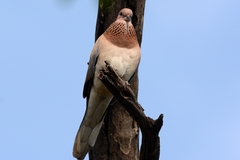 Streptopelia senegalensis