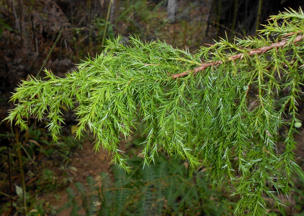 Juniperus saxicola; photograph (c) J. L. Gómez-Hechavarría, some rights reserved (CC BY)