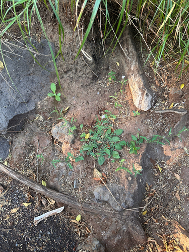 Oenothera kunthiana, 2026-05-17
