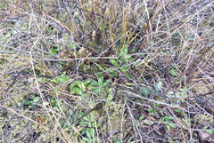 Muehlenbeckia ephedroides