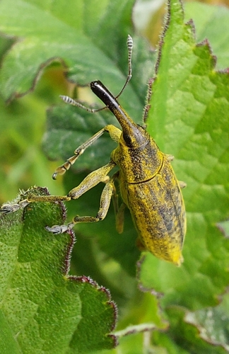 Lixus iridis