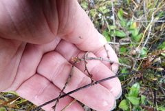Muehlenbeckia ephedroides