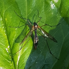 Ptychoptera albimana