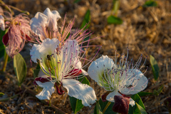 Capparis