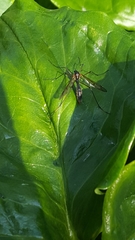 Ptychoptera albimana