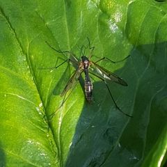 Ptychoptera albimana
