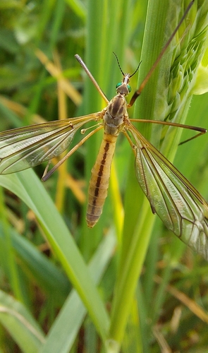 black-striped cranefly