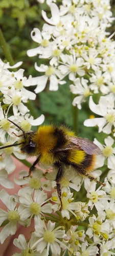Early Bumble Bee