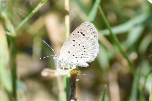 Dark Grass Blue