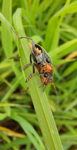 Dark Sailor Beetle