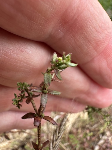 Galium porrigens, photograph 3