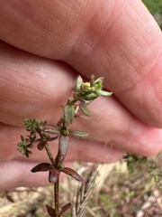 Galium porrigens, photograph author not stated, no rights reserved