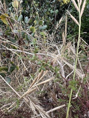 Galium porrigens, photograph author not stated, no rights reserved
