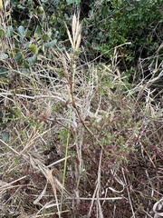 Galium porrigens, photograph author not stated, no rights reserved