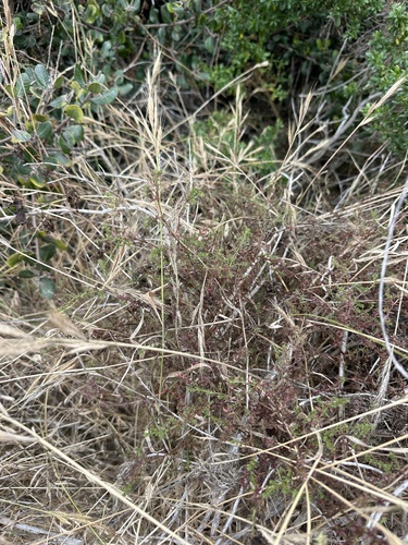 Galium porrigens, photograph 6