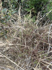 Galium porrigens, photograph author not stated, no rights reserved