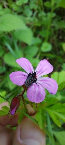 Empis pennipes