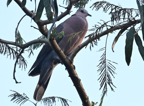 Red-eyed Dove
