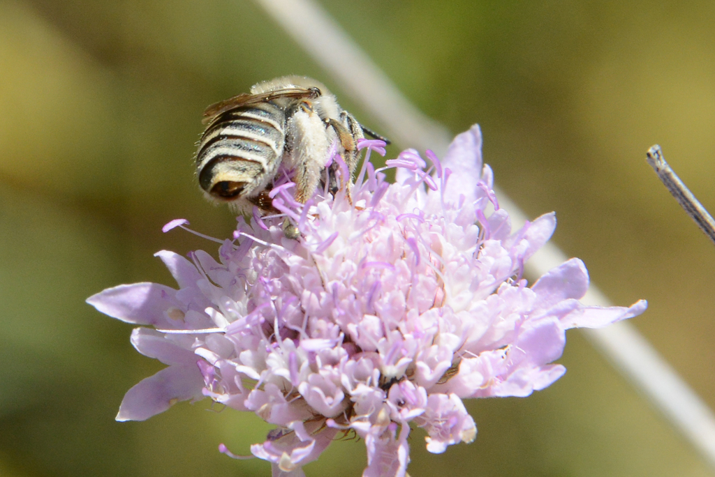 Eucera furfurea