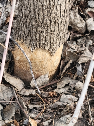 animal observation 2