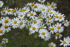 Tripleurospermum hookeri