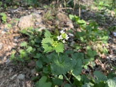 Alliaria petiolata