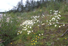 Tripleurospermum hookeri