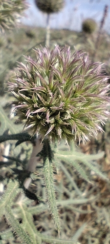 Echinops strigosus, photograph 5