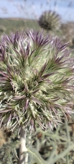 Echinops strigosus, photograph (c) Santiago Martín-Bravo, some rights reserved (CC BY)