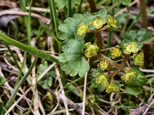 Chrysosplenium flagelliferum iNat (2)