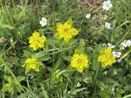 Euphorbia verrucosa, photograph 4