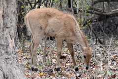 Boselaphus tragocamelus