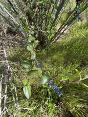 Ceanothus tomentosus olivaceus