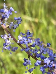 Ceanothus tomentosus olivaceus