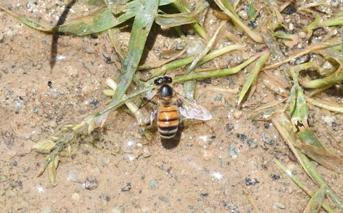Western Honey Bee