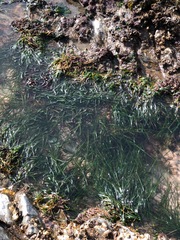 Vallisneria
