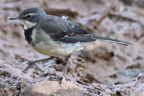 Cape Wagtail