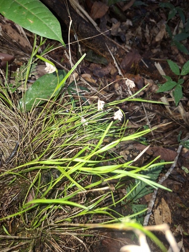 Elleanthus graminifolius (Barb.Rodr.) Løjtnant 3