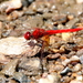 Scarlet Percher - Photo (c) Graham Winterflood, some rights reserved (CC BY-SA), uploaded by Graham Winterflood