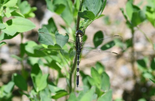 Slender Skimmer