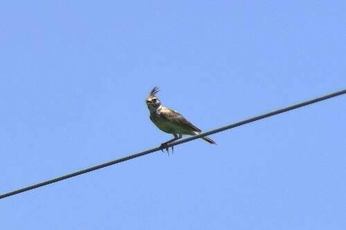 Crested Lark