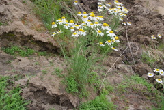 Tripleurospermum hookeri