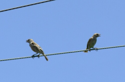 House Sparrow