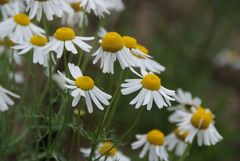 Tripleurospermum hookeri