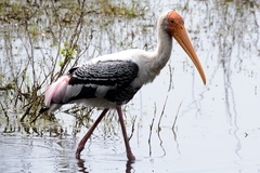 Mycteria leucocephala