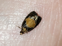 Olethreutes osmundana