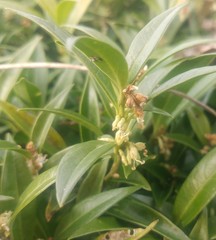 Sarcococca hookeriana