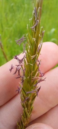 sweet vernal grass